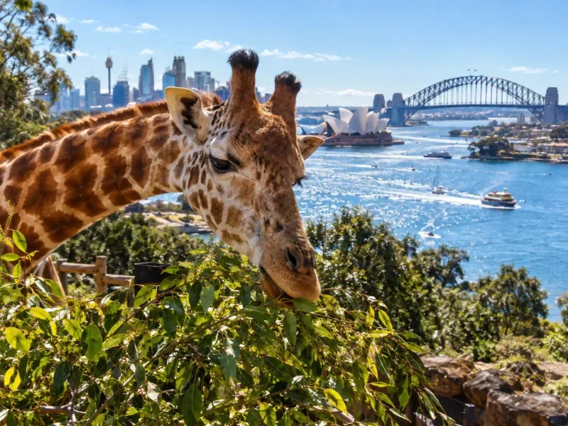 Taronga Zoo Entry Ticket