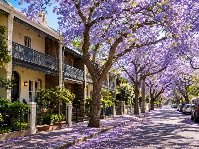 Purple Sydney: Jacarandas, Taronga Zoo & City