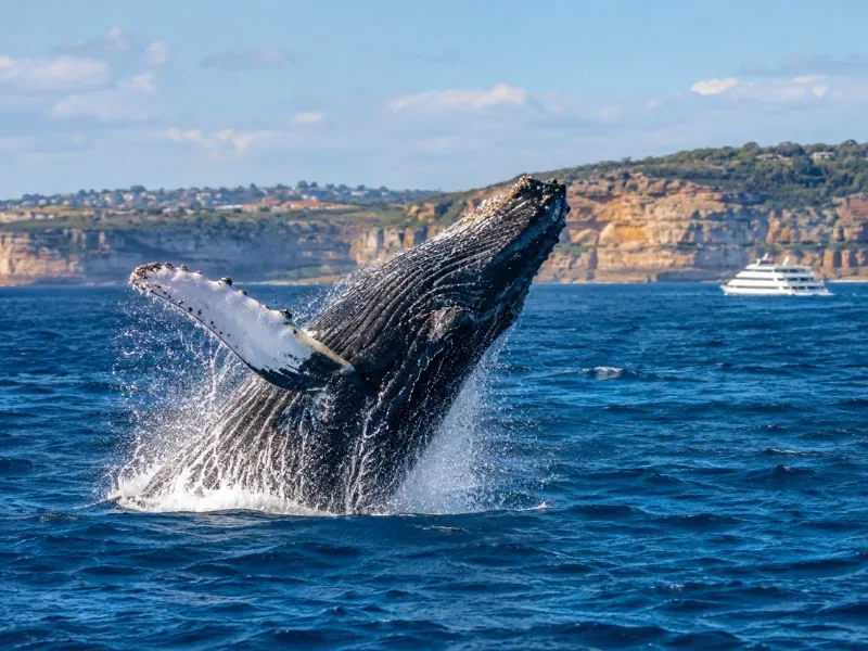 Whale Watching Cruise & Taronga Zoo